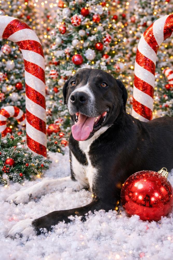 Enlarge Goliath from Wortham, a Adoptable mixed breed in Denver, CO image 1/6