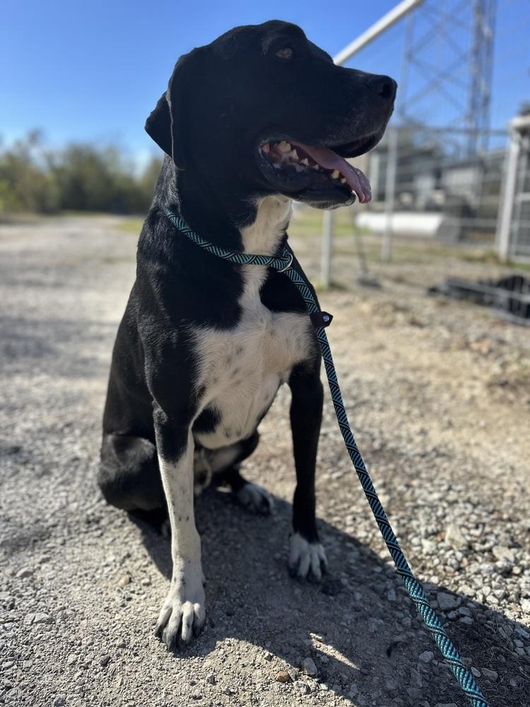 Enlarge Goliath from Wortham, a Adoptable mixed breed in Denver, CO image 2/6
