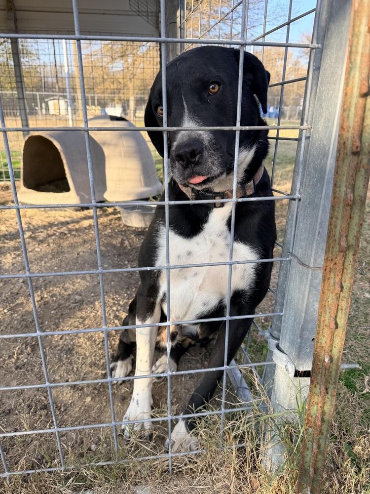 Enlarge Goliath from Wortham, a Adoptable mixed breed in Denver, CO image 3/6