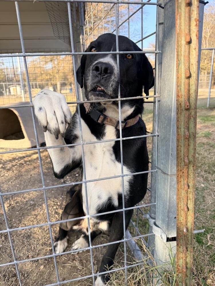Enlarge Goliath from Wortham, a Adoptable mixed breed in Denver, CO image 4/6