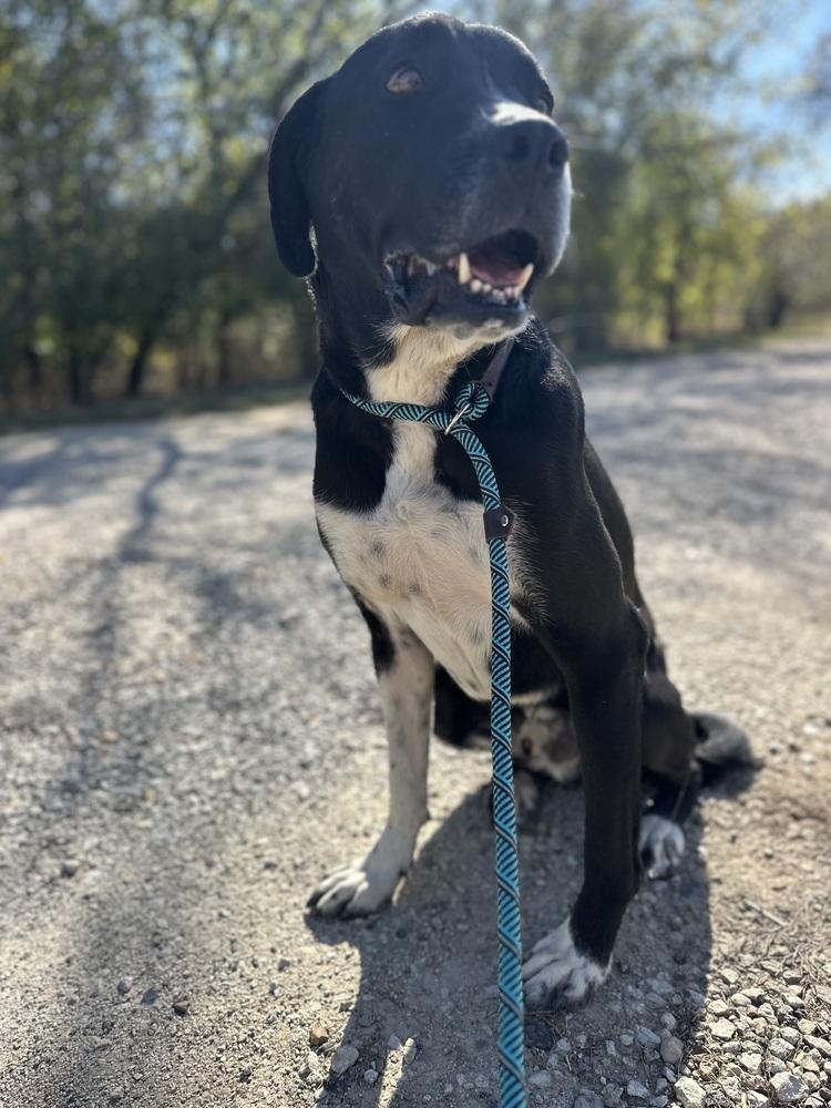 Enlarge Goliath from Wortham, a Adoptable mixed breed in Denver, CO image 5/6