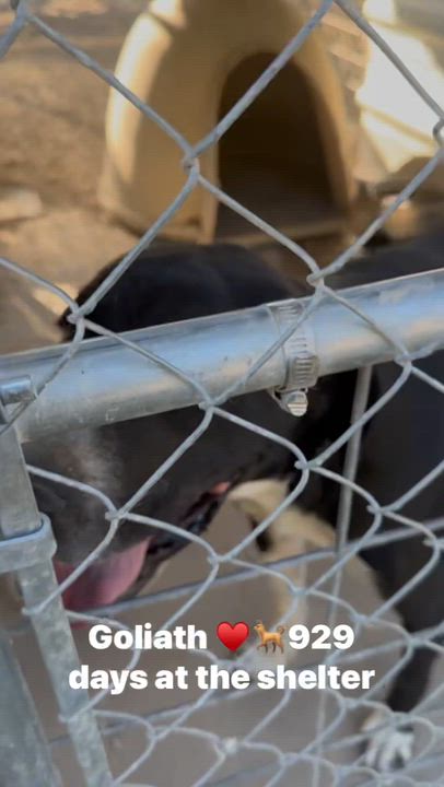 Enlarge Goliath from Wortham, a Adoptable mixed breed in Denver, CO video 6/6