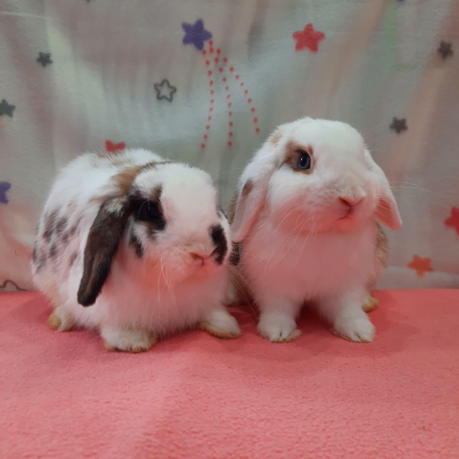 Enlarge Honeybee & Ladybug, an adopted Lop Eared in Fountain Valley, CA image 2/3