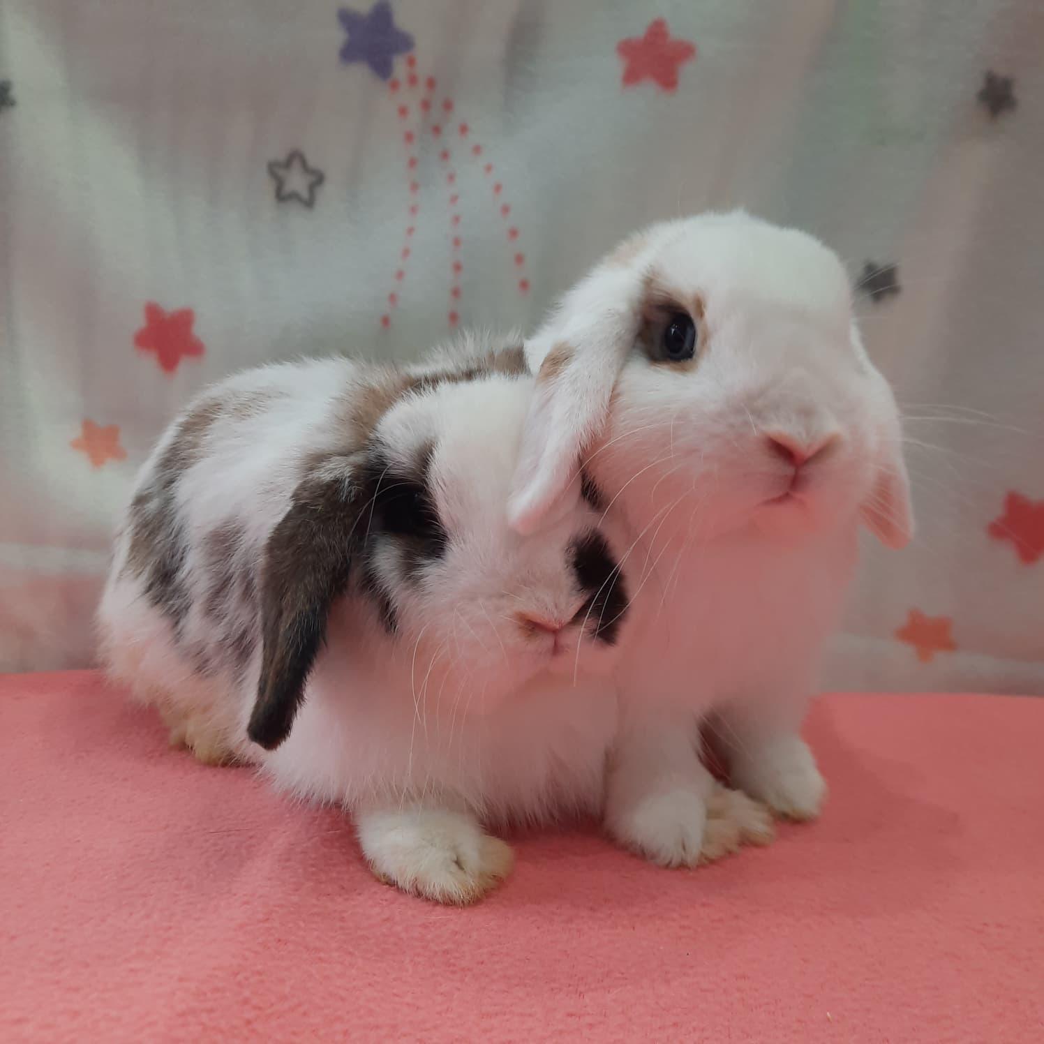 Enlarge Honeybee & Ladybug, an adopted Lop Eared in Fountain Valley, CA image 3/3