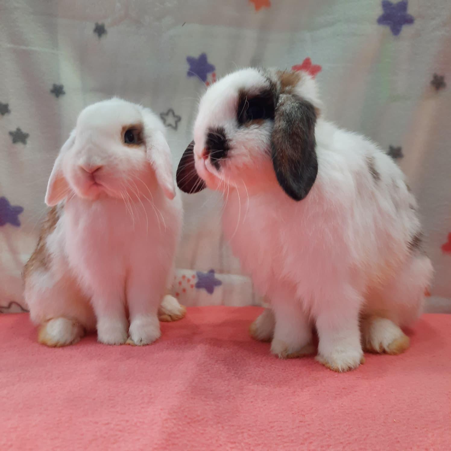 Enlarge Honeybee & Ladybug, an adopted Lop Eared in Fountain Valley, CA image 1/3