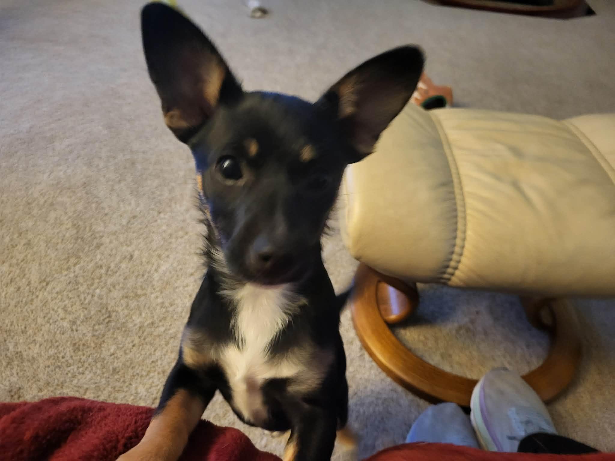 Enlarge Sir Tristan , an adopted mixed breed in Roseburg, OR image 1/6