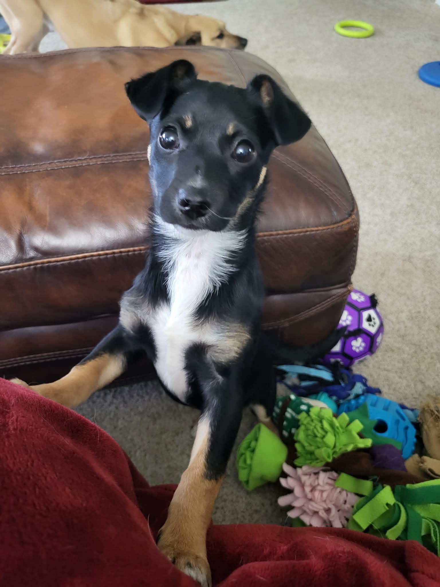 Enlarge Sir Tristan , an adopted mixed breed in Roseburg, OR image 2/6