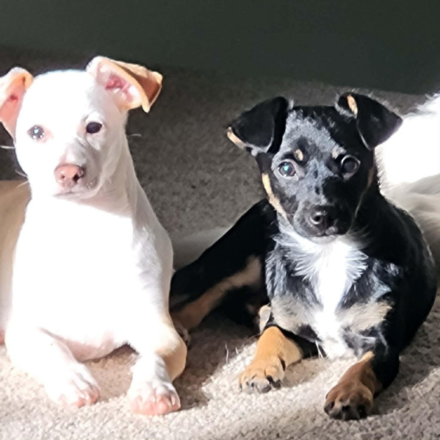 Enlarge Sir Tristan , an adopted mixed breed in Roseburg, OR image 3/6