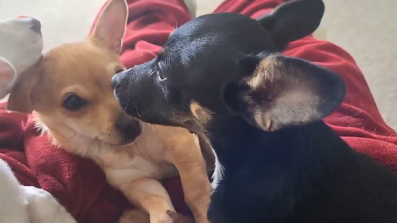 Enlarge Sir Tristan , an adopted mixed breed in Roseburg, OR video 4/6