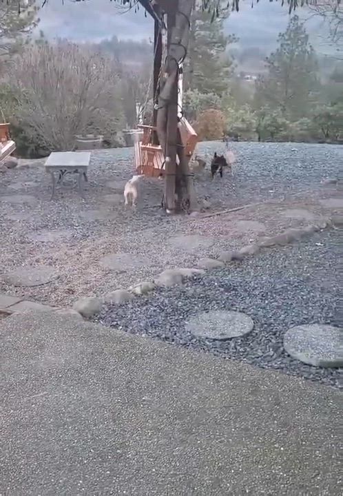 Enlarge Sir Tristan , an adopted mixed breed in Roseburg, OR video 5/6