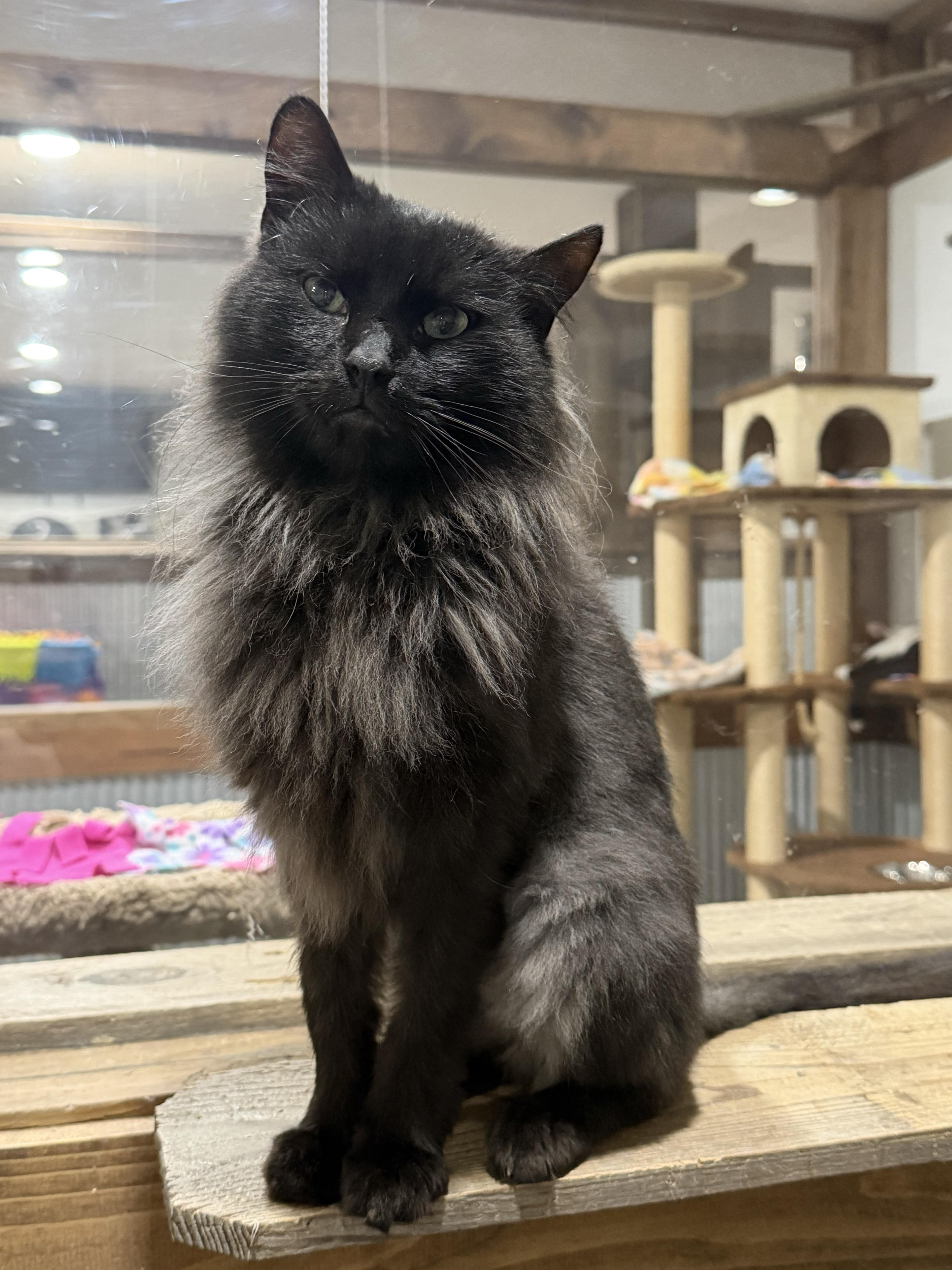 Maverick, Adopted, Adult Male Domestic Long Hair.