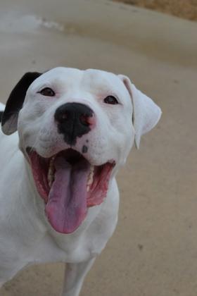 Enlarge JoJo, a Adoptable mixed breed in New Orleans, LA image 1/3