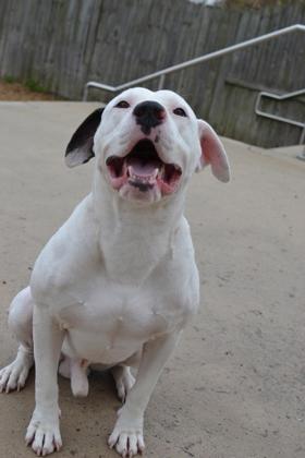 Enlarge JoJo, a Adoptable mixed breed in New Orleans, LA image 2/3