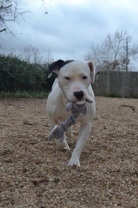 Enlarge JoJo, a Adoptable mixed breed in New Orleans, LA image 3/3