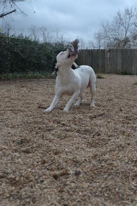 Enlarge JoJo (Underdog), a Adoptable mixed breed in New Orleans, LA image 1/3