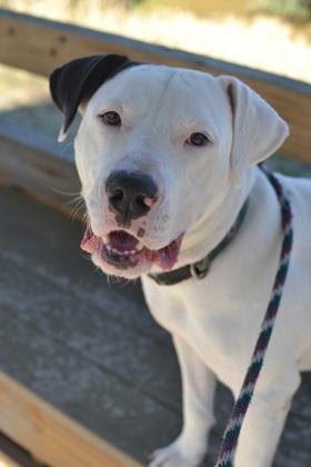 Enlarge JoJo (Underdog), a Adoptable mixed breed in New Orleans, LA image 2/3