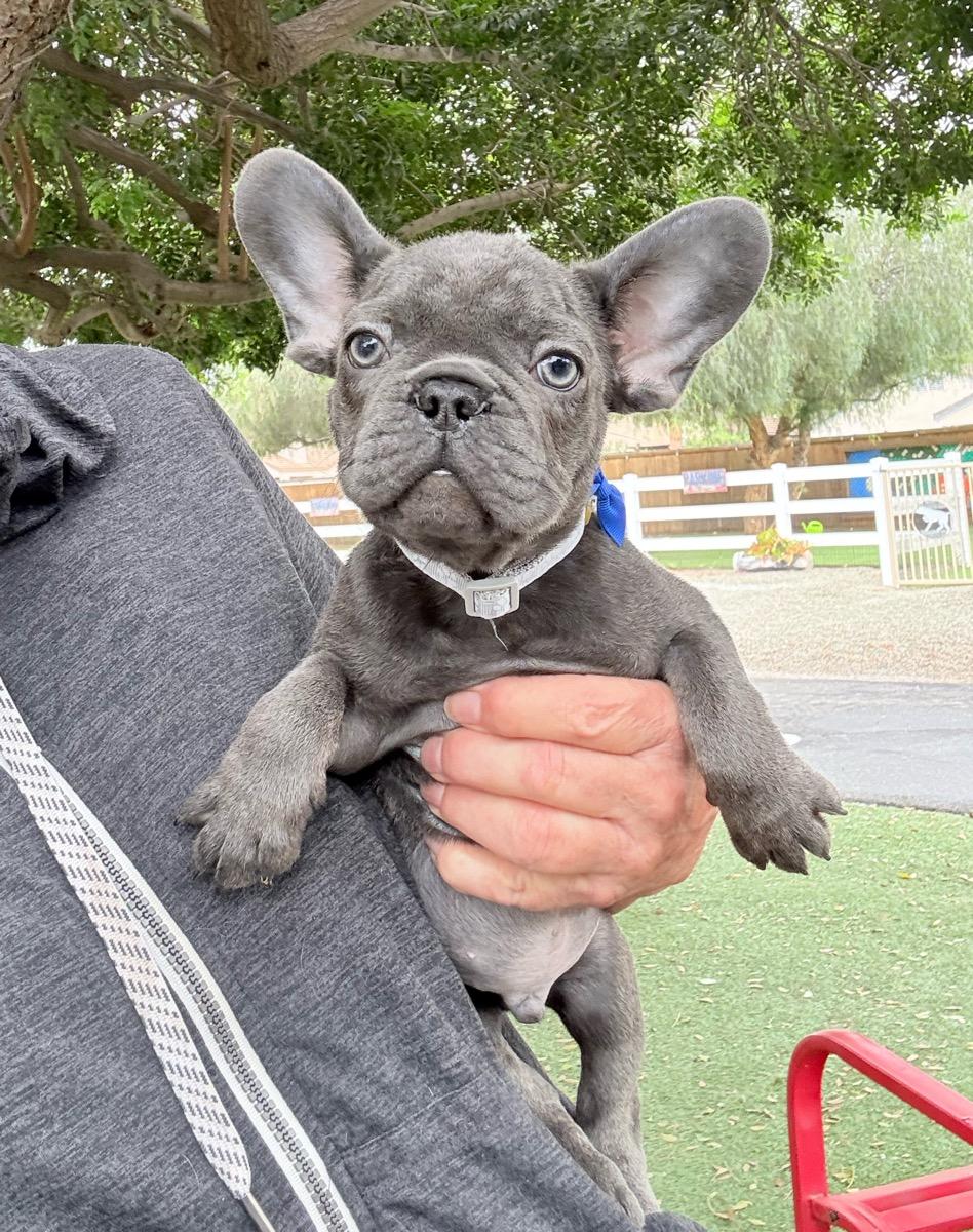 Enlarge Brady, a ADOPTABLE French Bulldog in Temecula, CA image 1/1
