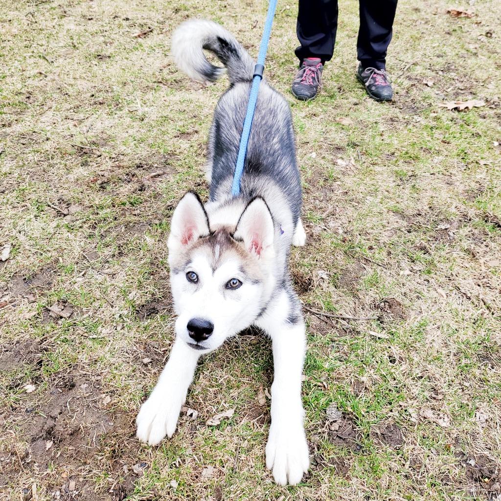 Riley "Juneau, Adopted, Adult Male Siberian Husky.