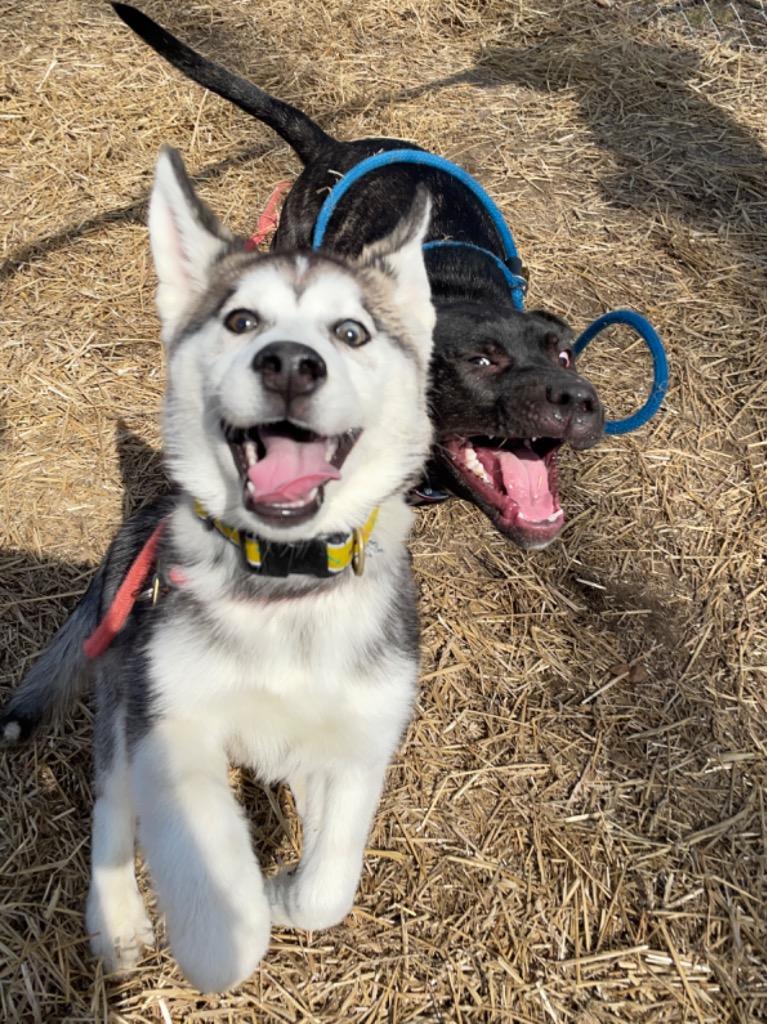 Enlarge Riley "Juneau, a Adopted Siberian Husky in Utica, MI image 2/4