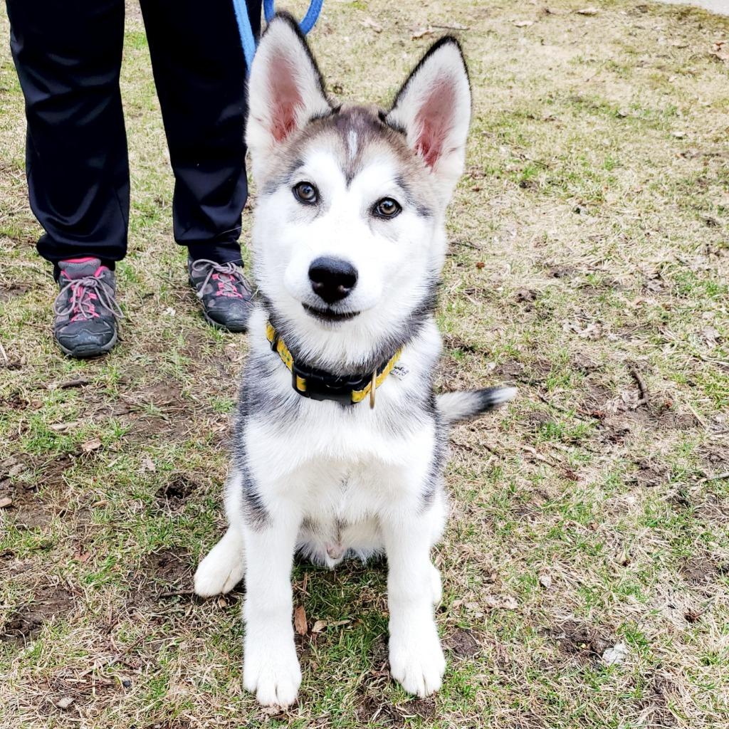 Enlarge Riley "Juneau, a Adopted Siberian Husky in Utica, MI image 3/4