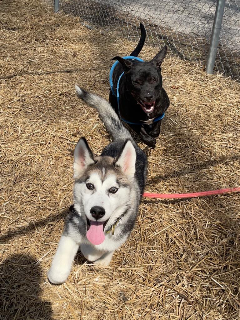 Enlarge Riley "Juneau, a Adopted Siberian Husky in Utica, MI image 4/4