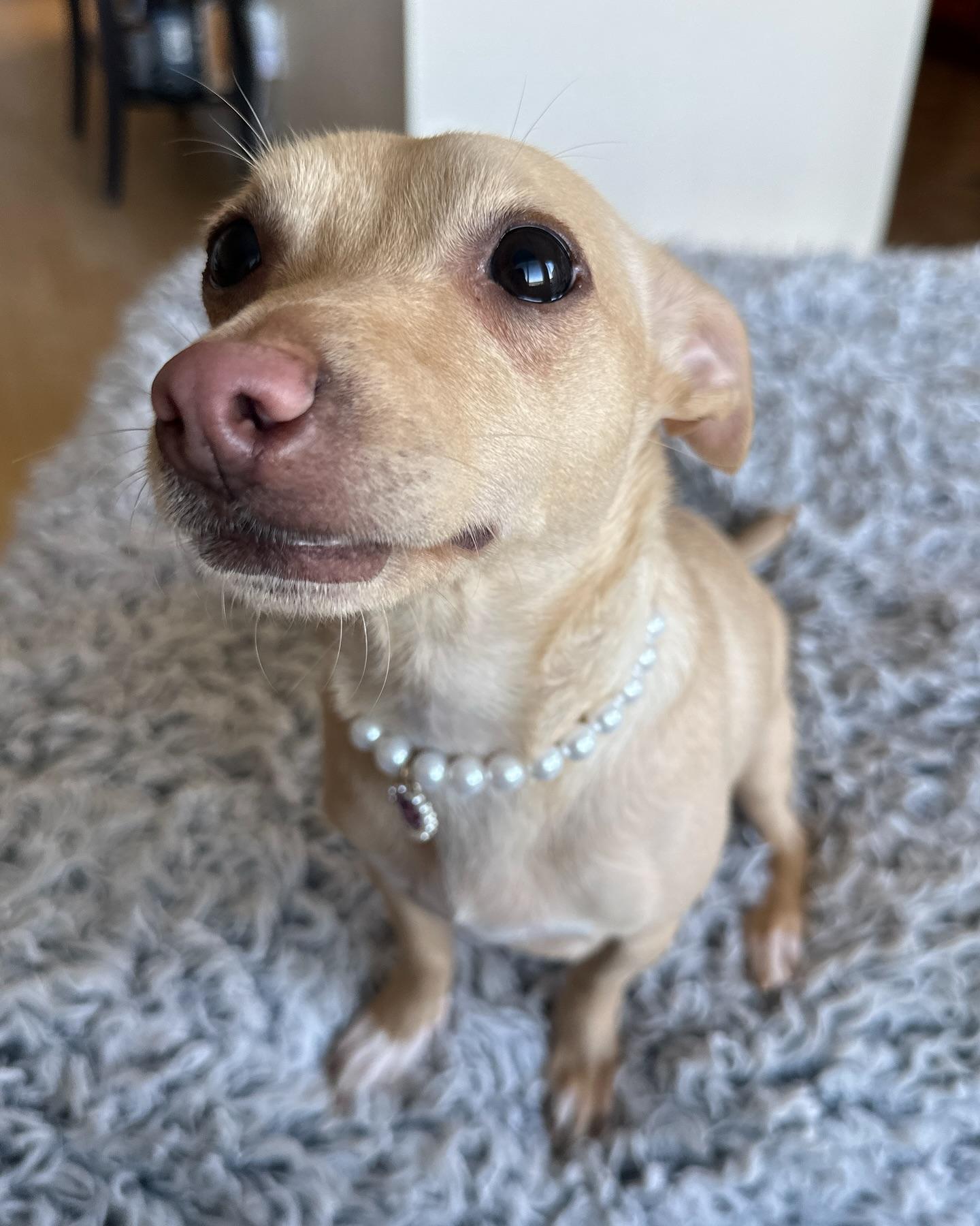 Enlarge Ainsley, a Adoptable Chihuahua in Pittsburg, CA image 1/1