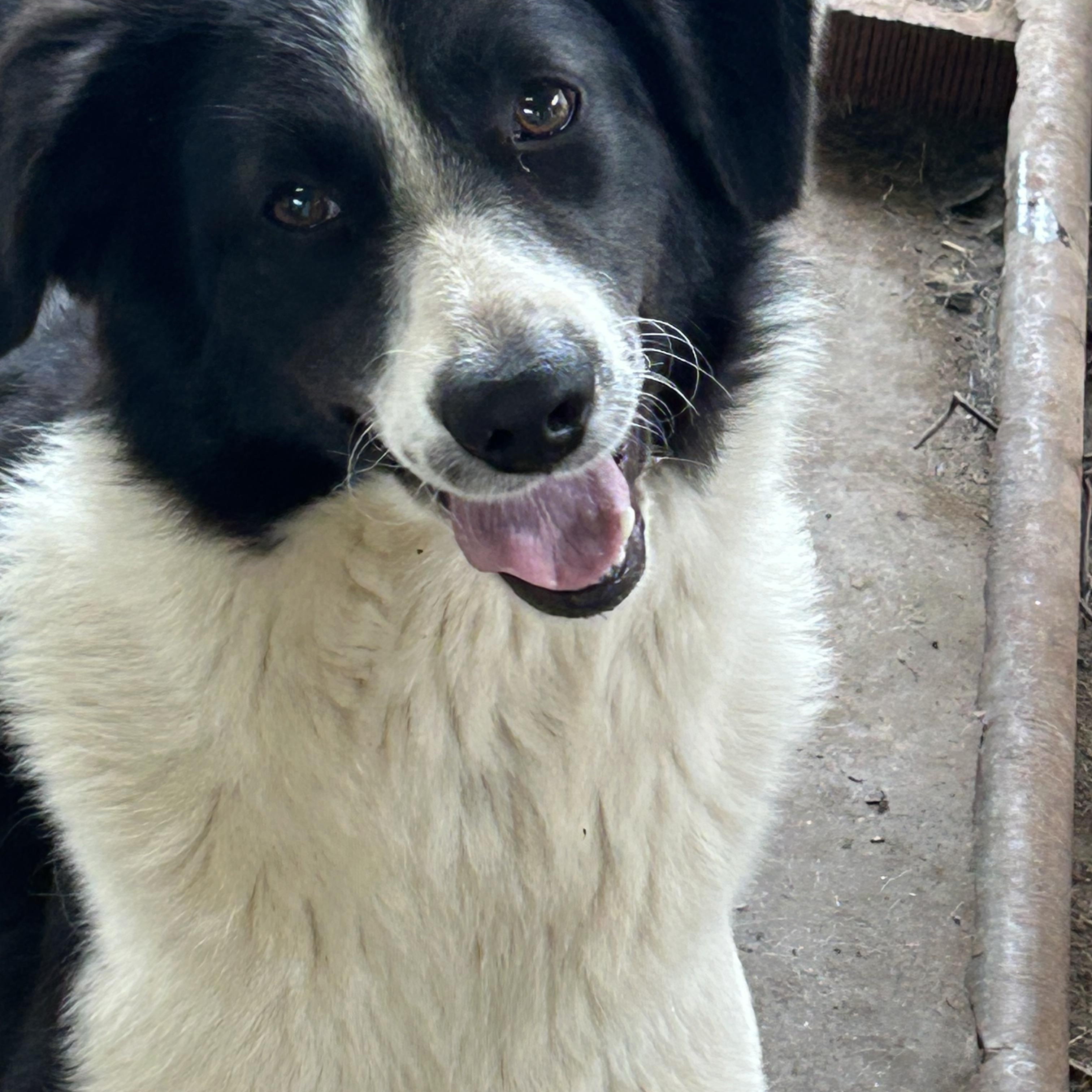 Brooke, adopted, Young Female Border Collie.
