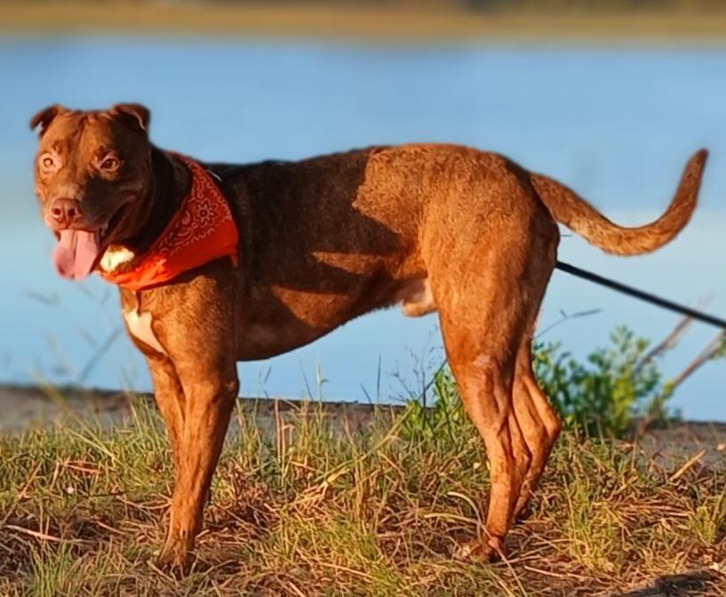 Enlarge Andy - super sweet companion (2222932718), a Adoptable mixed breed in West Roxbury, MA image 6/6