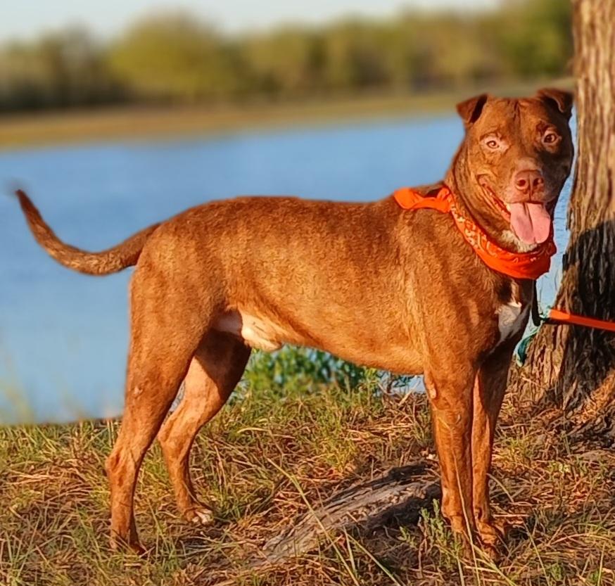 Enlarge Andy - super sweet companion (2222932718), a Adoptable mixed breed in West Roxbury, MA image 5/6