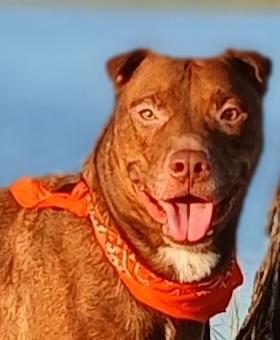 Enlarge Andy - super sweet companion (2222932718), a Adoptable mixed breed in West Roxbury, MA image 1/6