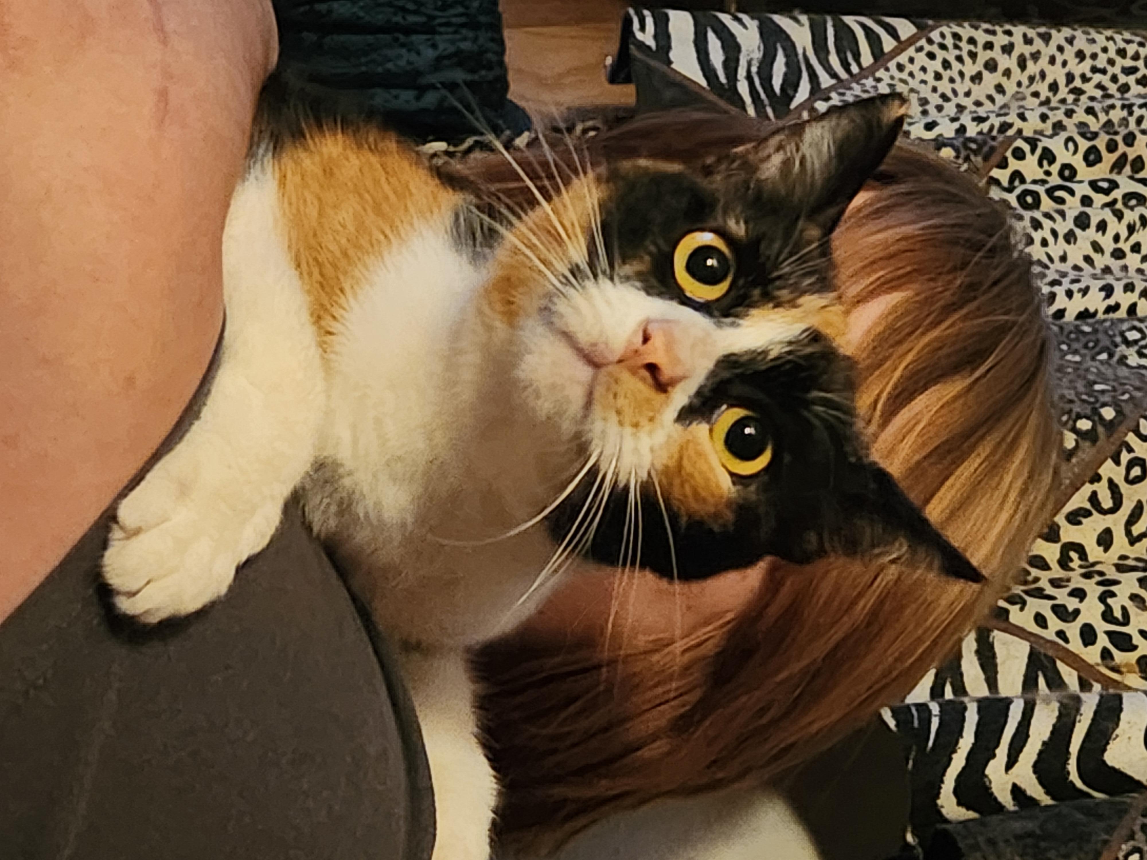 Texas, Adoptable, Adult Female Domestic Short Hair.