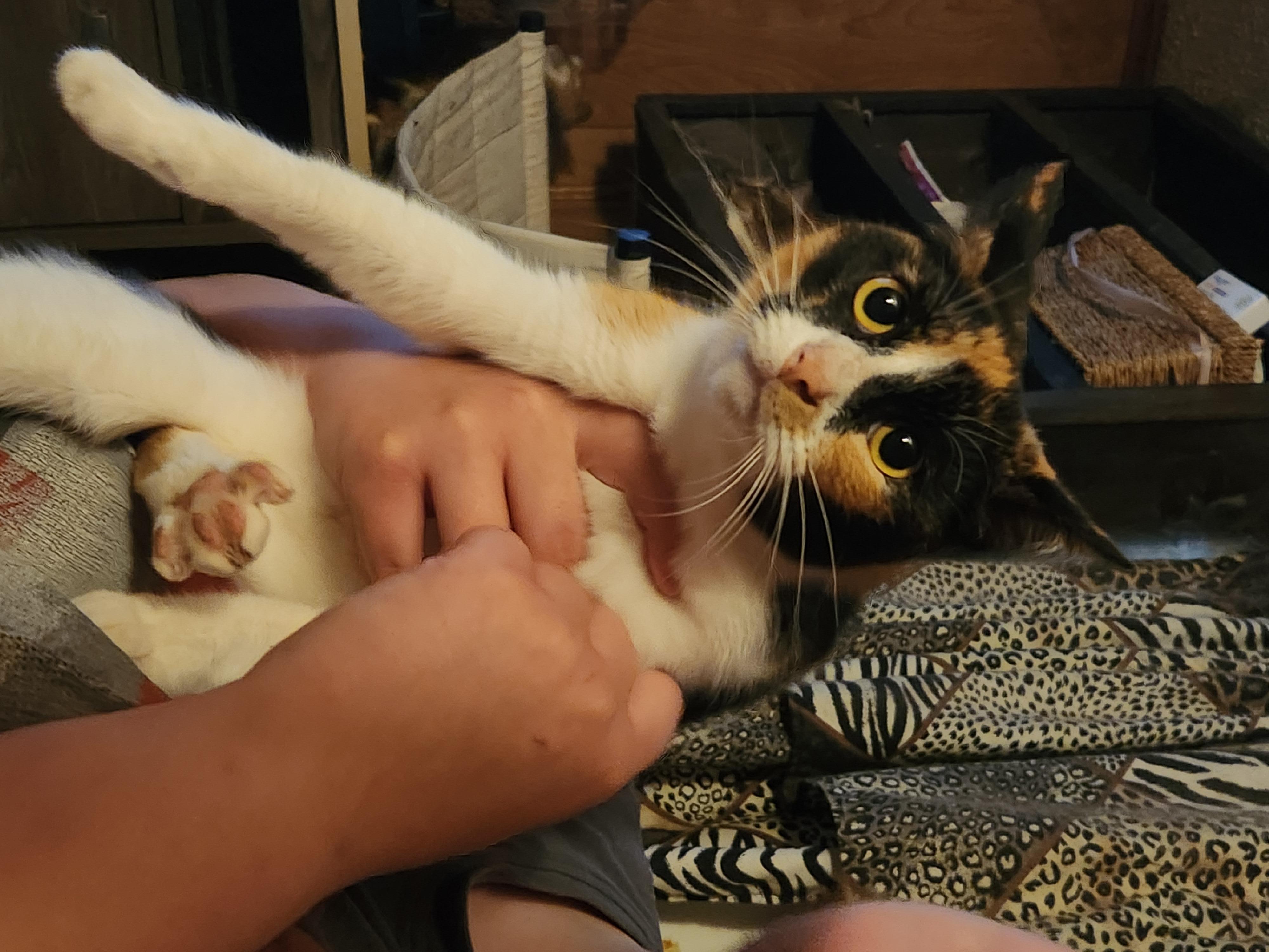 Texas, a Adoptable Domestic Short Hair in Mount Pleasant, TX image 2/3