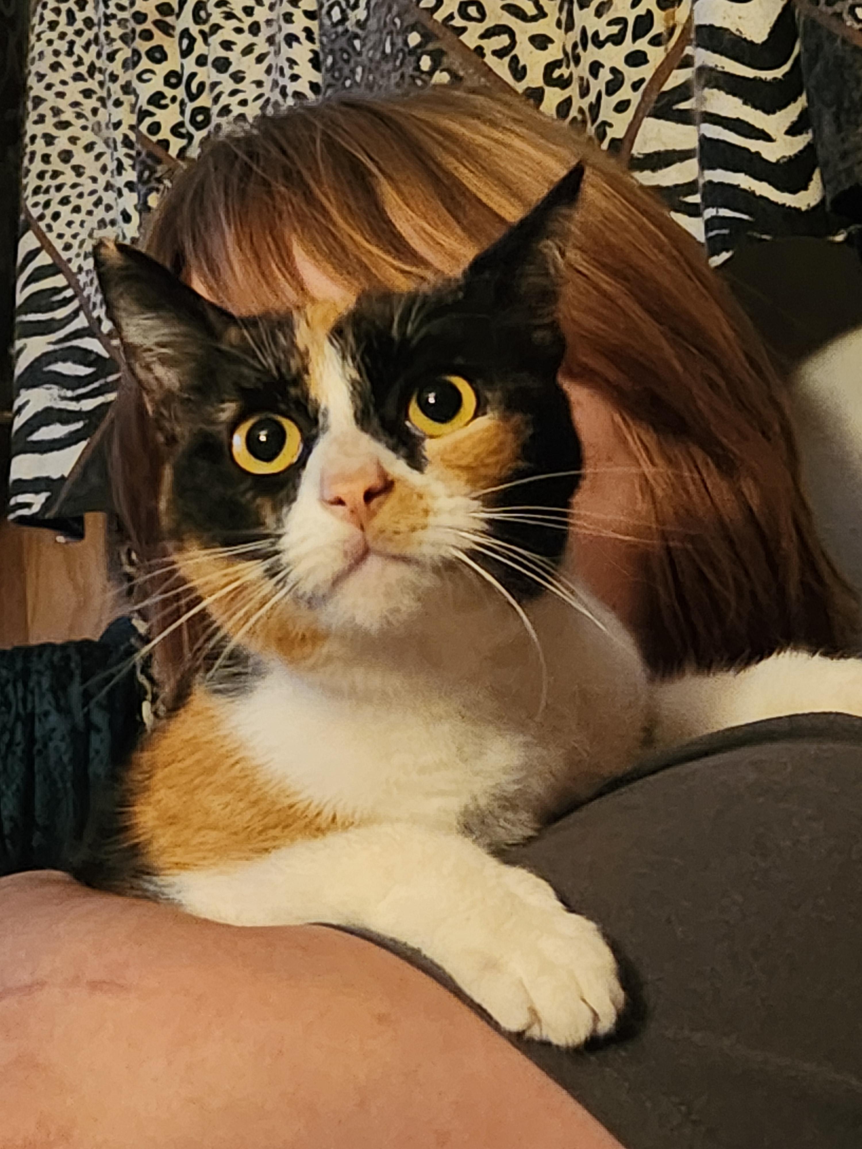 Enlarge Texas, a ADOPTABLE Domestic Short Hair in Mount Pleasant, TX image 2/3