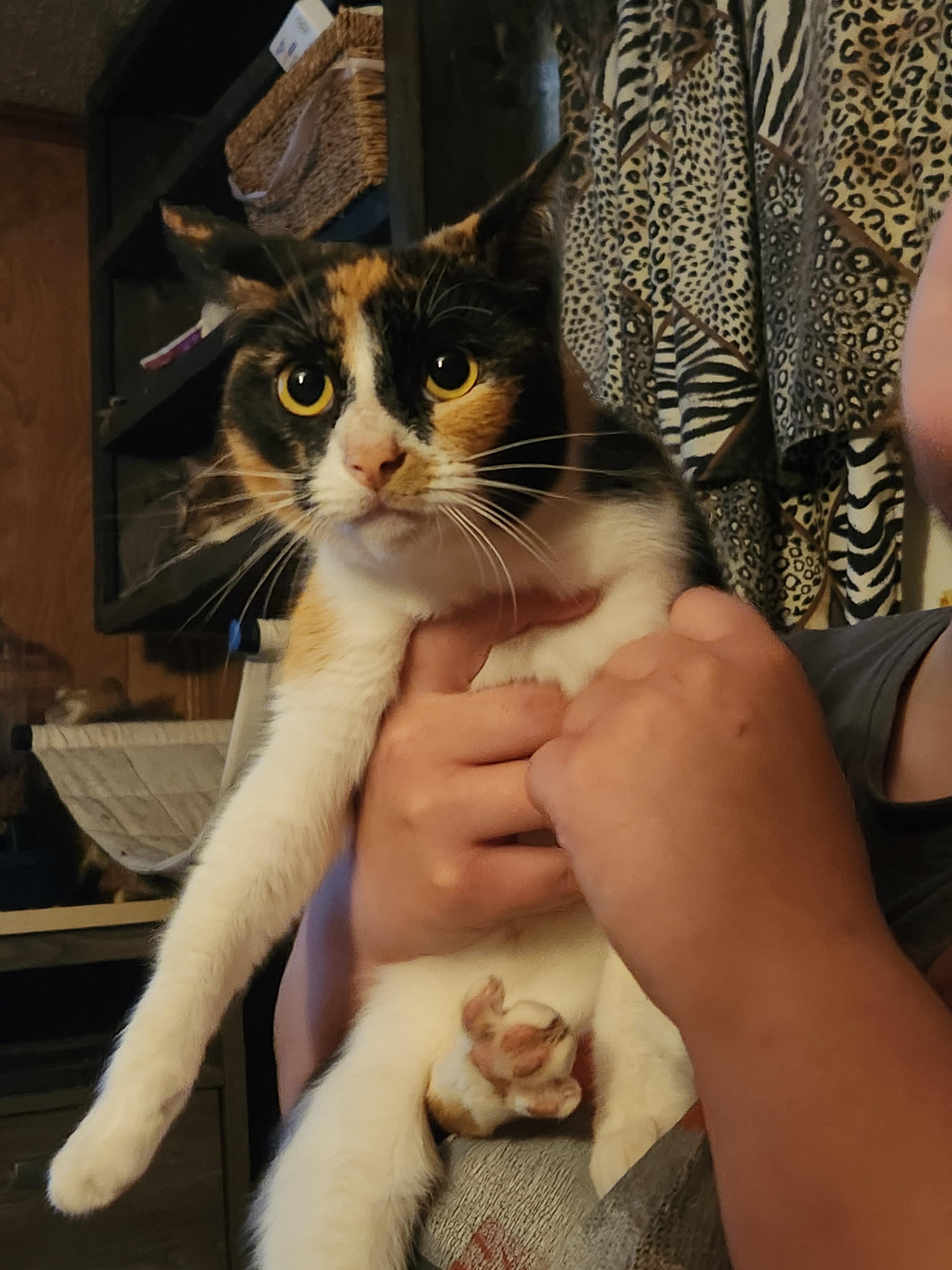 Enlarge Texas, a ADOPTABLE Domestic Short Hair in Mount Pleasant, TX image 3/3