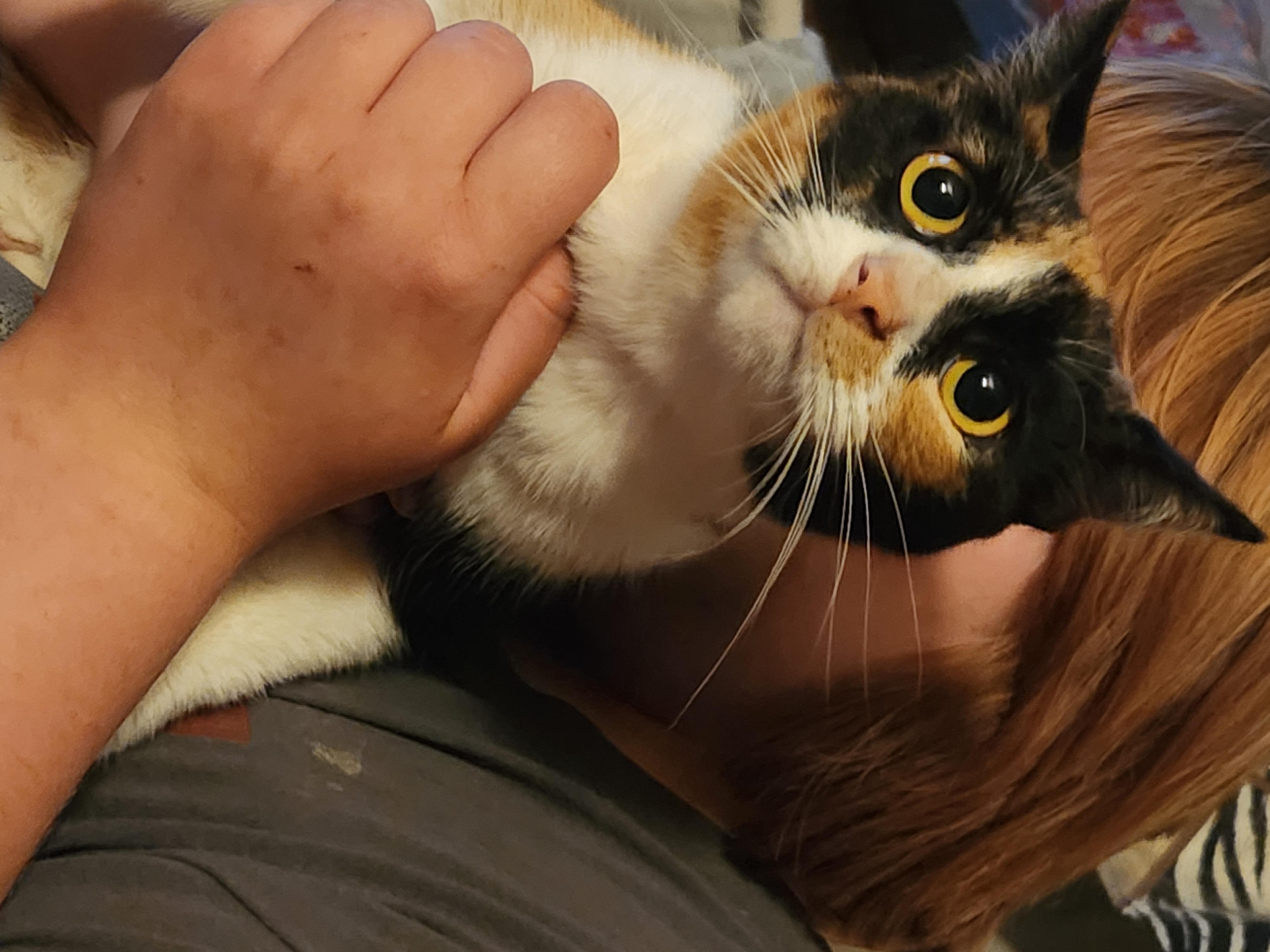 Texas, a Adoptable Domestic Short Hair in Mount Pleasant, TX image 3/3
