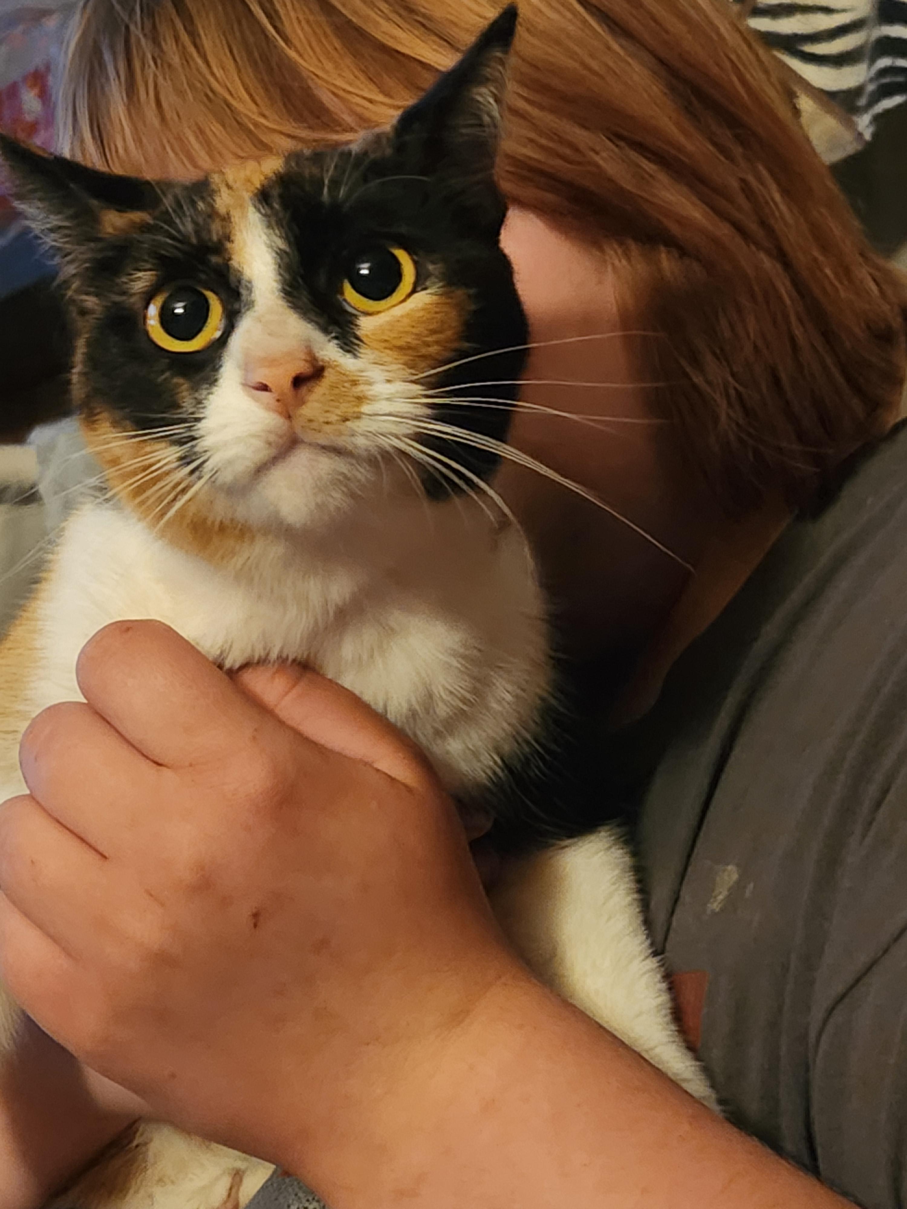 Enlarge Texas, a ADOPTABLE Domestic Short Hair in Mount Pleasant, TX image 1/3