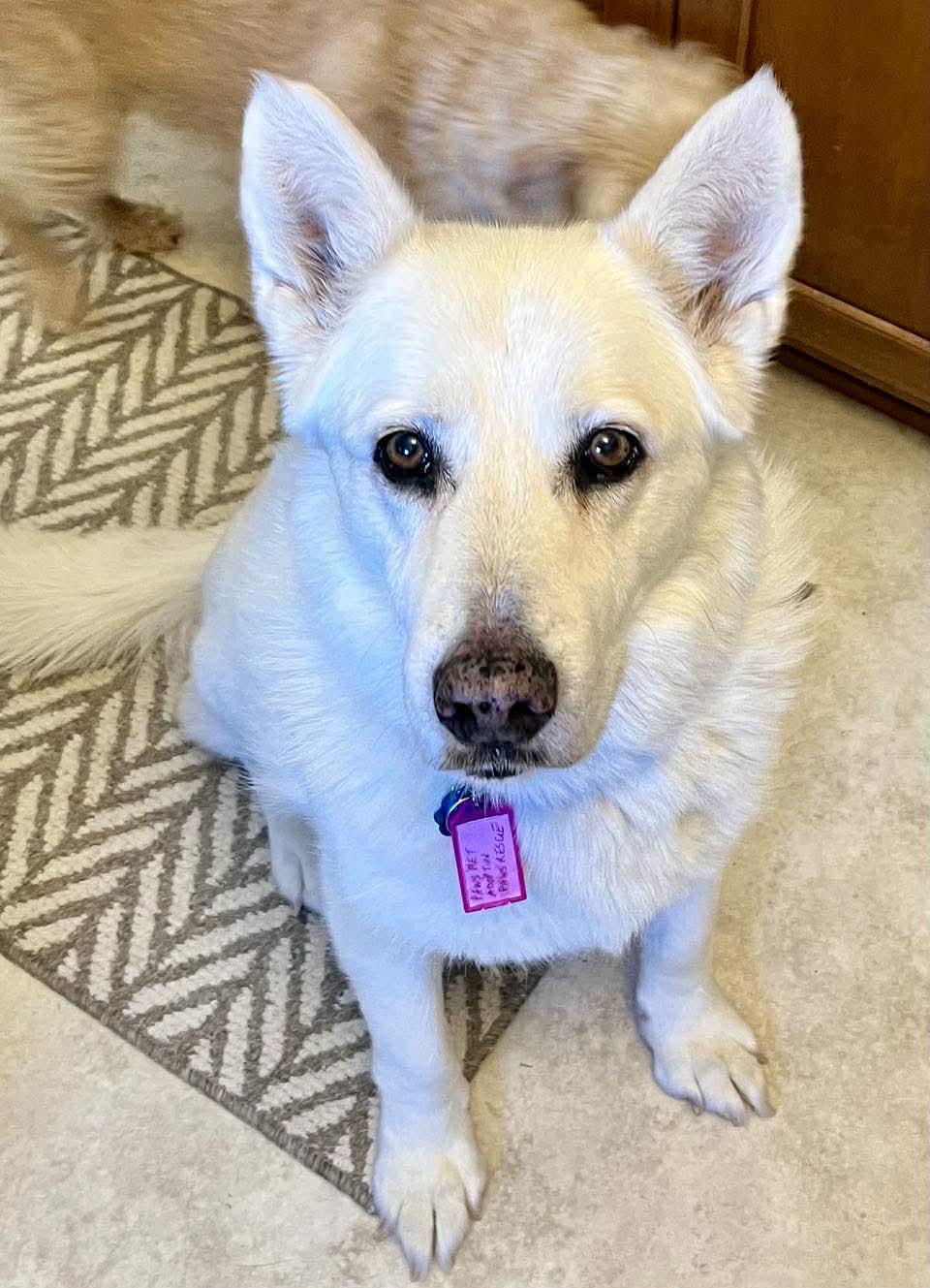 Enlarge Izzy, a ADOPTABLE mixed breed in Whitewater, WI image 3/5