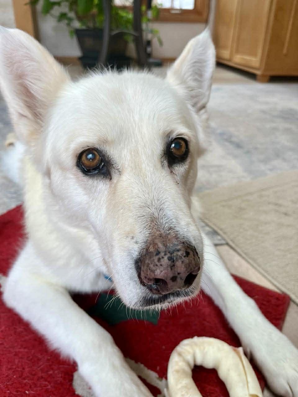 Enlarge Izzy, a ADOPTABLE mixed breed in Whitewater, WI image 2/5