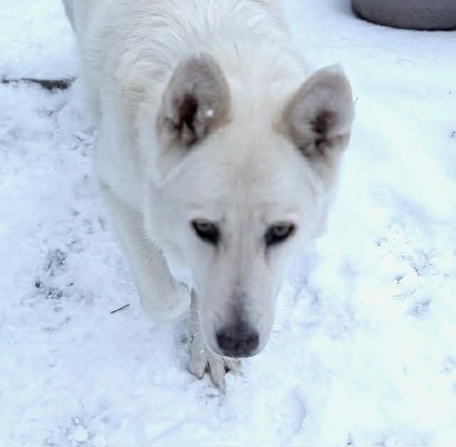 Izzy, ADOPTABLE, Senior Female Husky & Shepherd.