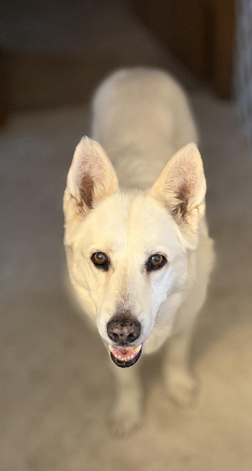 Enlarge Izzy, a ADOPTABLE mixed breed in Whitewater, WI image 4/5