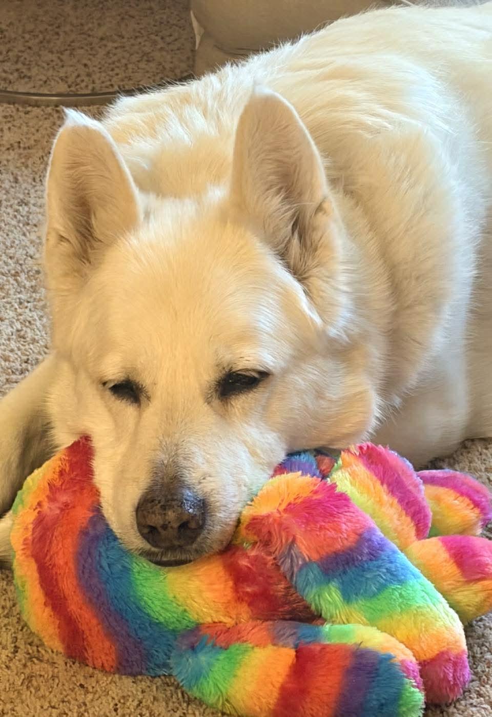 Enlarge Izzy, a ADOPTABLE mixed breed in Whitewater, WI image 5/5