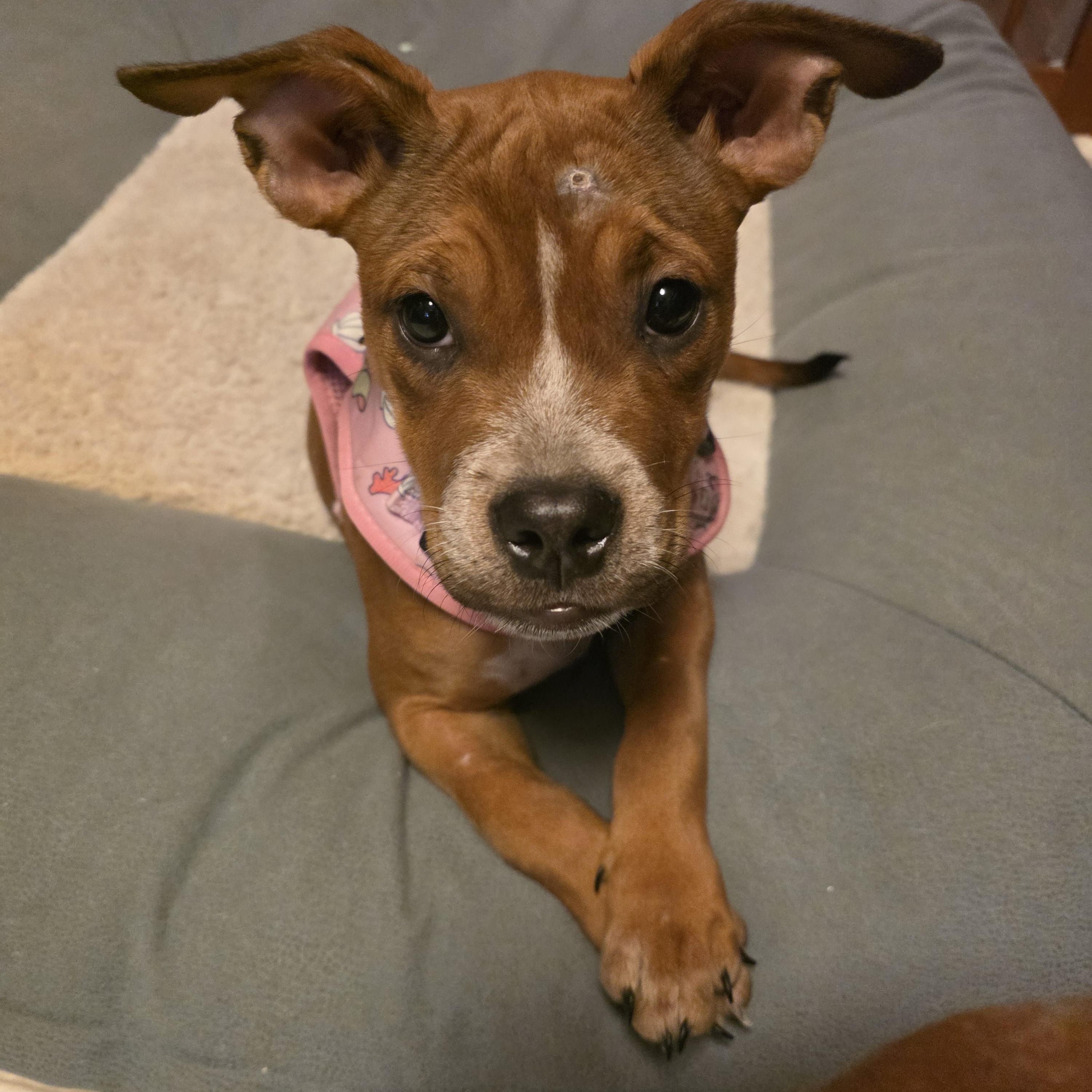 Enlarge Grace, a Adoptable mixed breed in Aurora, IL image 1/4