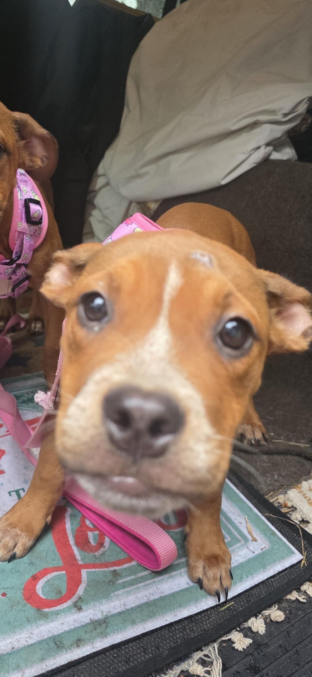 Enlarge Grace, a Adoptable mixed breed in Aurora, IL image 2/4