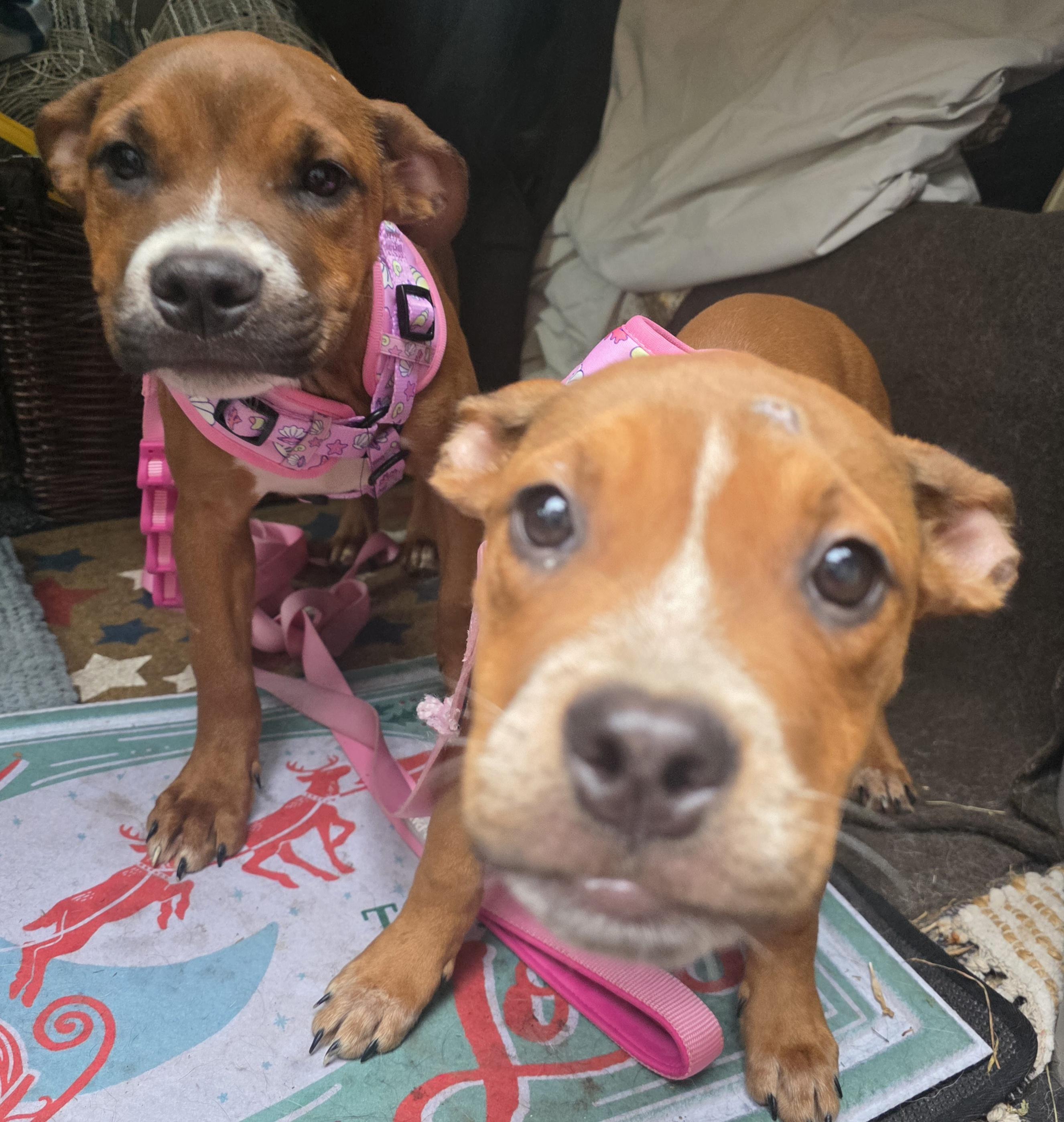 Enlarge Grace, a Adoptable mixed breed in Aurora, IL image 3/4