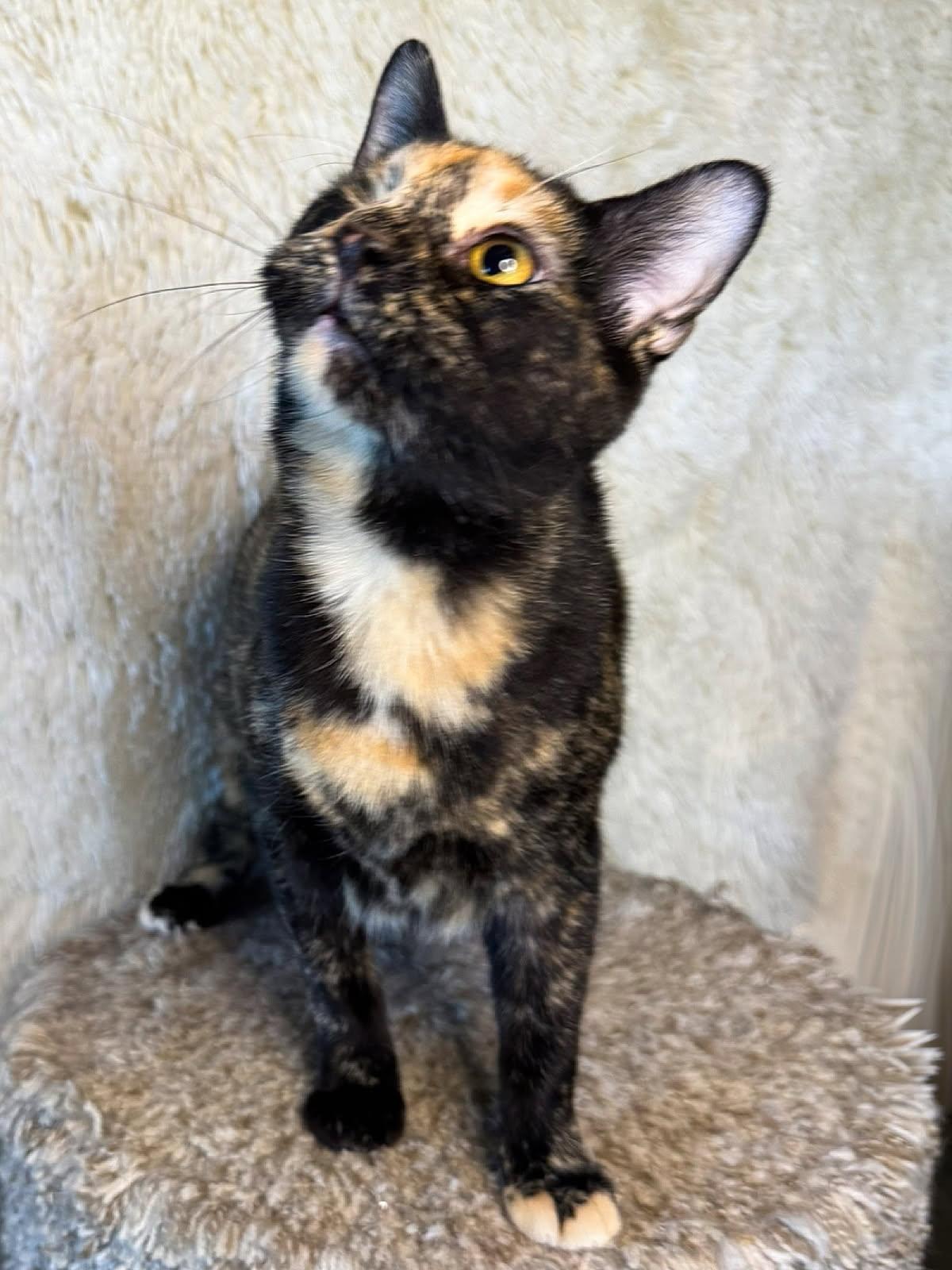 Peanut, an adoptable Domestic Short Hair in Sioux Falls, SD, 57101 | Photo Image 3