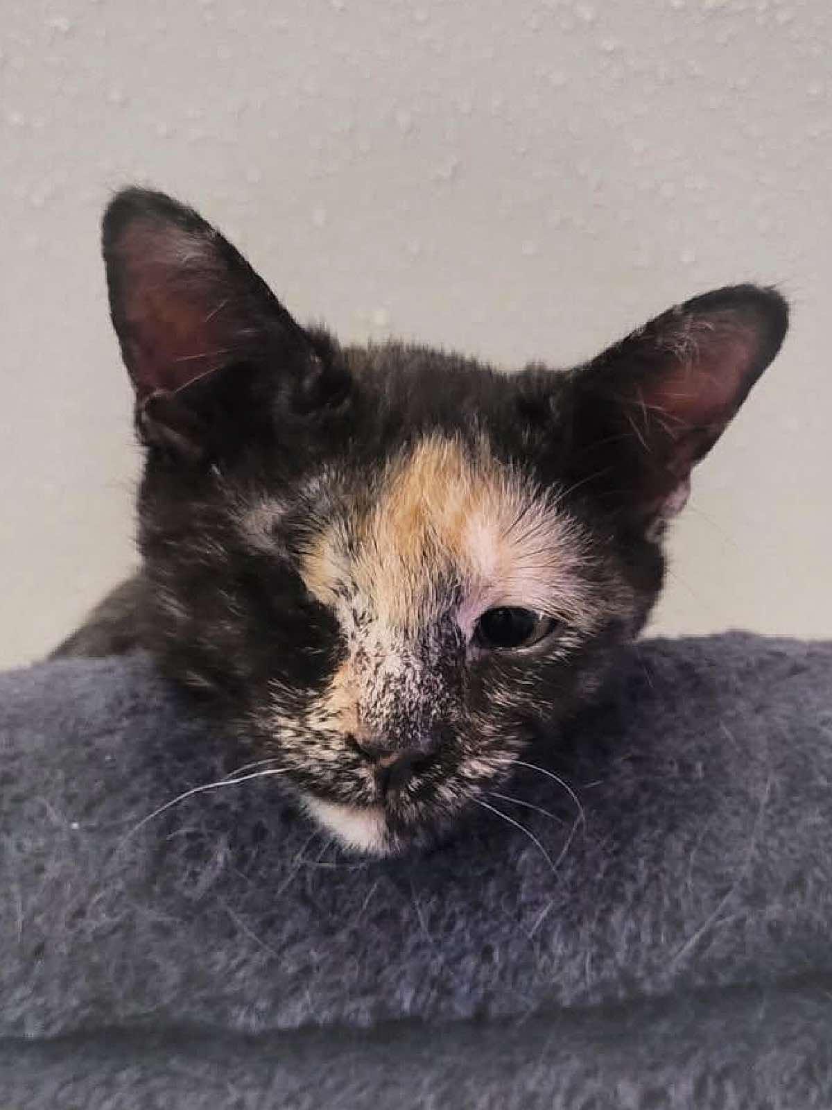 Peanut, an adoptable Domestic Short Hair in Sioux Falls, SD, 57101 | Photo Image 2