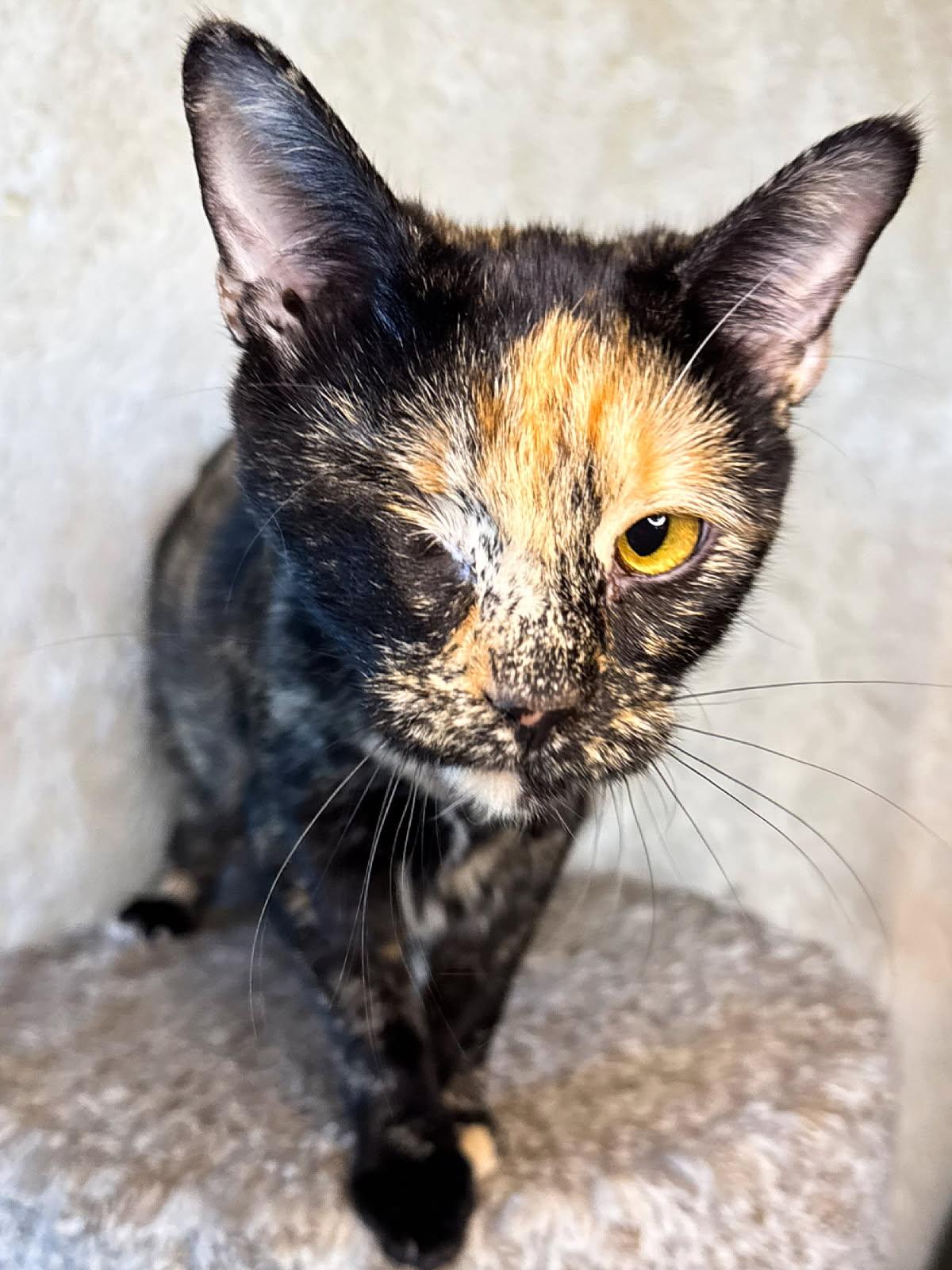 Peanut, an adoptable Domestic Short Hair in Sioux Falls, SD, 57101 | Photo Image 1