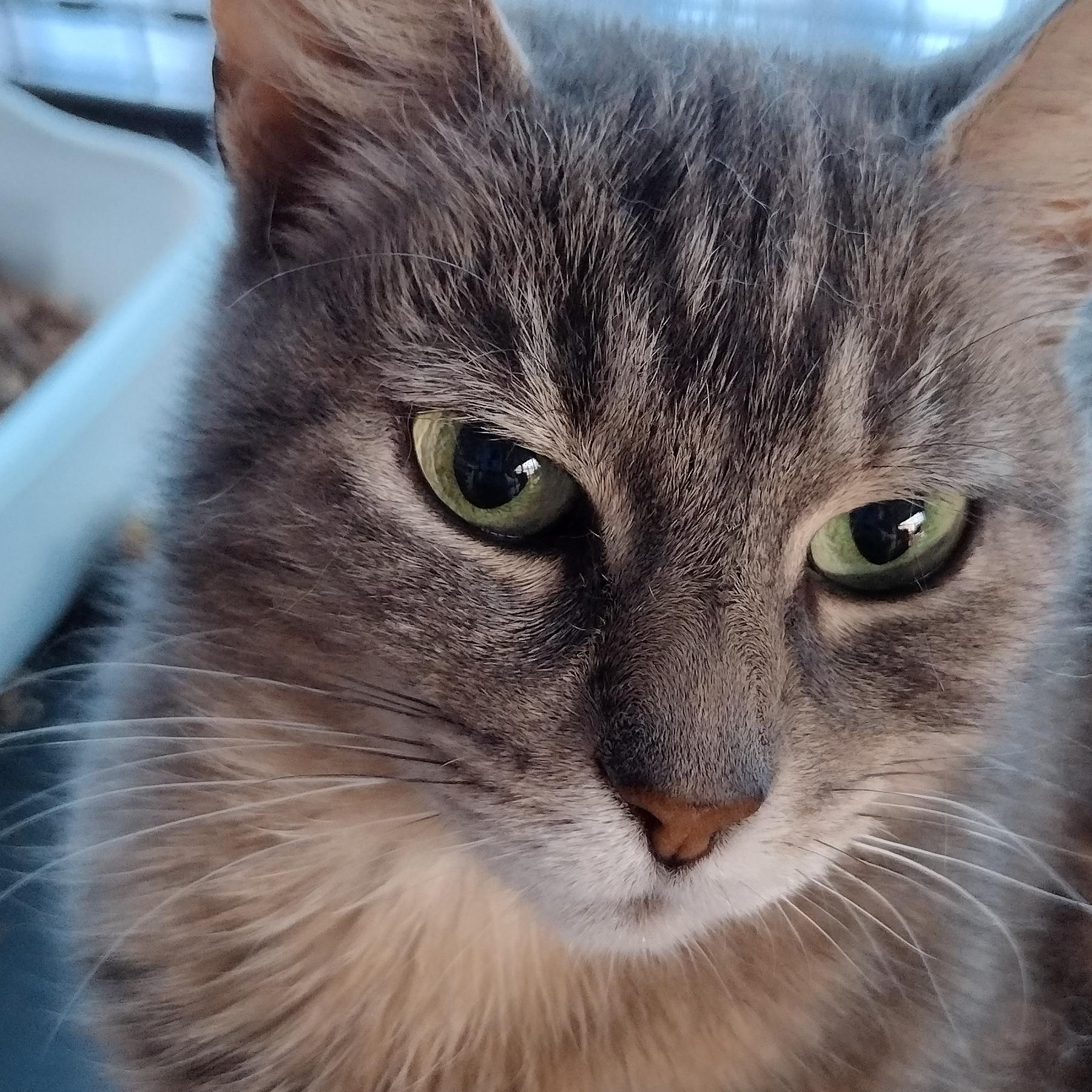 josie, Adoptable, Adult Female Domestic Long Hair.