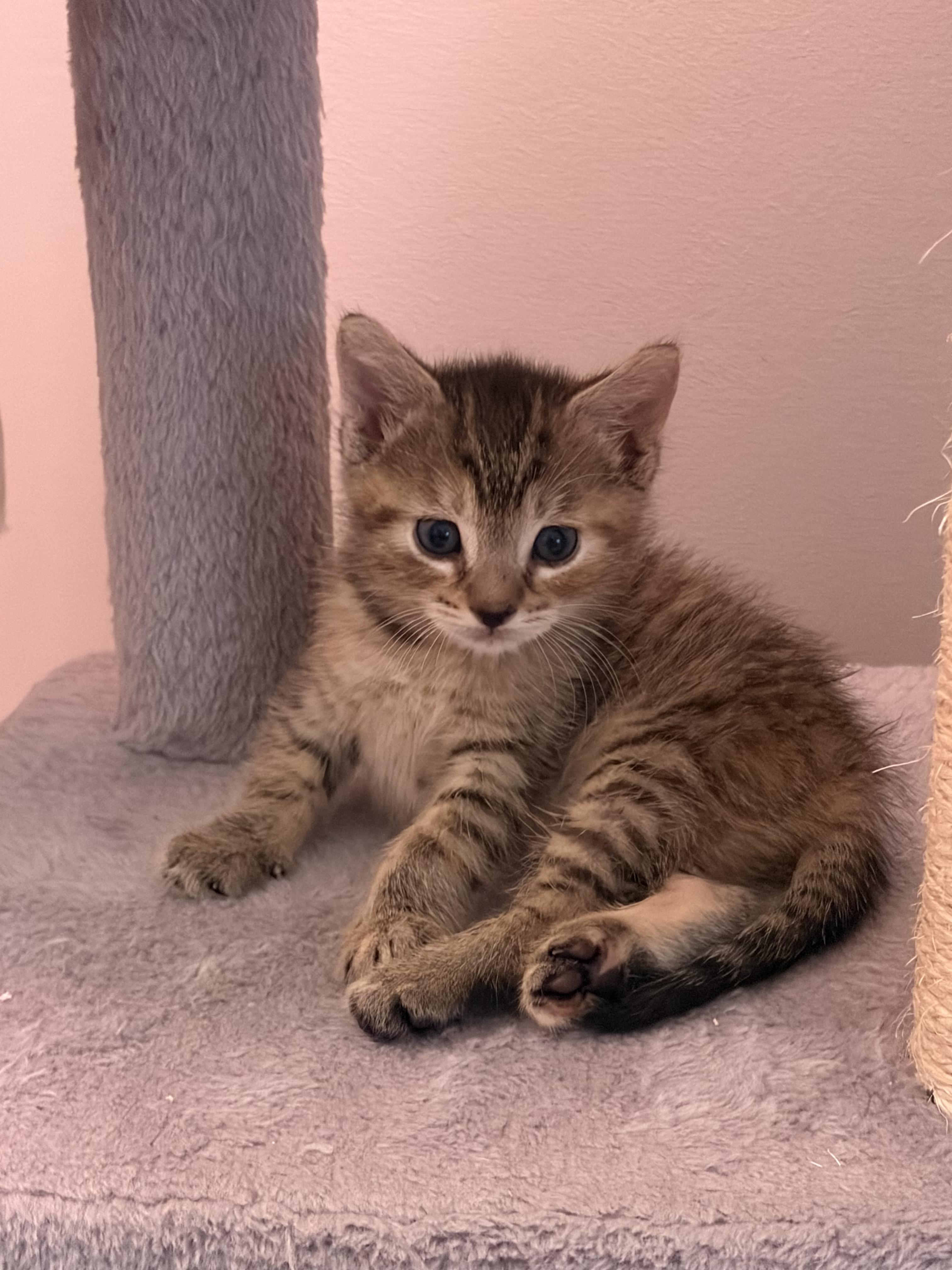 Taylor (T&T litter), an adopted American Shorthair in Bordentown, NJ image 2/3
