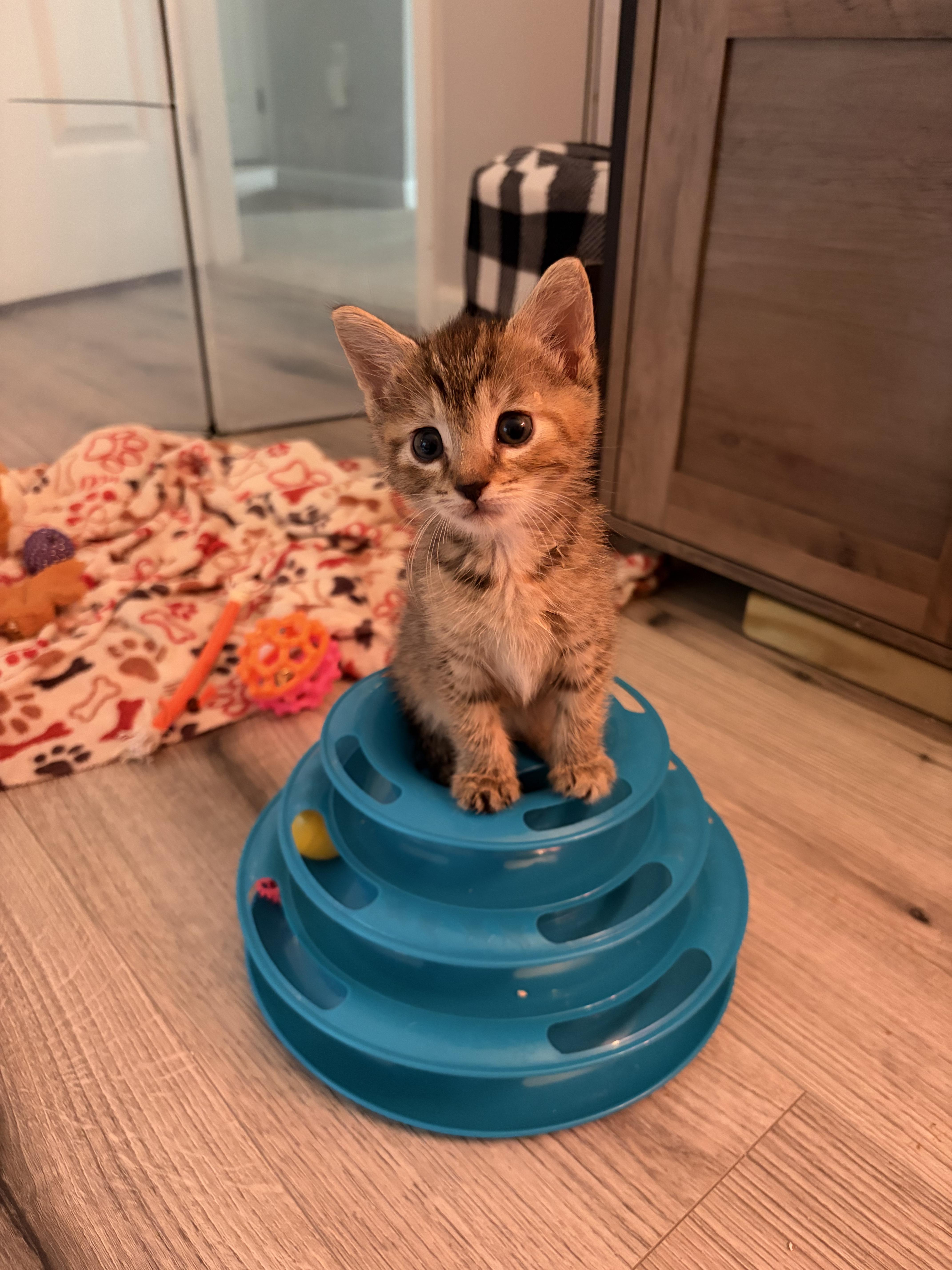Taylor (T&T litter), an adopted American Shorthair in Bordentown, NJ image 1/3
